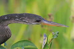 Anhinga